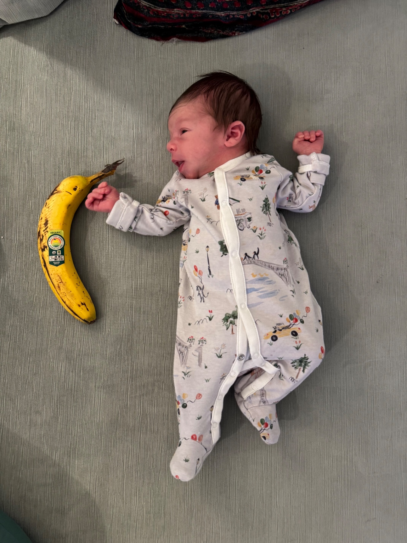 Ollie next to a banana for scale